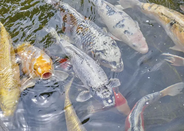 Hermelijn Сasa de vacaciones